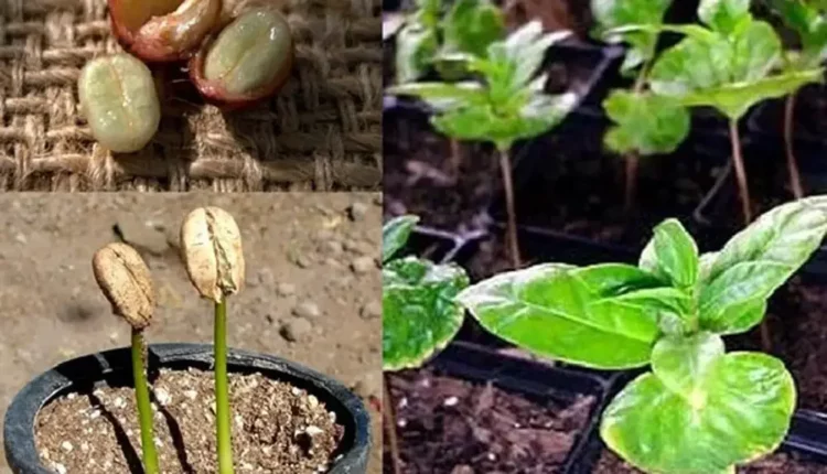 Как вырастить кофейное дерево из зерна
